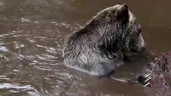 Grizzly Bear Stock Footage