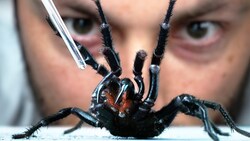 I Vacuum Venom from the World's Deadliest Spider Instructional Video