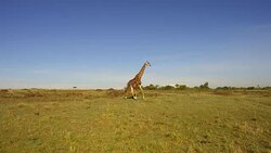 giraffe walking along savanna at africa Stock Footage