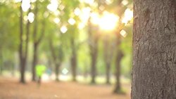 Man exercising / stretching in the park - nature. Stock Footage