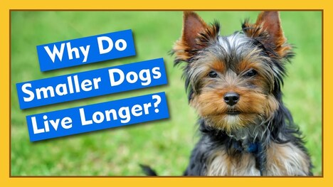 Why Do Smaller Dogs Live Longer? And Other Questions