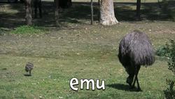 Wild Baby Animals for Kids Instructional Video