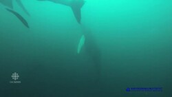 Marine scientists capture video of whales feasting on herring News Clip