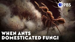 When Ants Domesticated Fungi Instructional Video