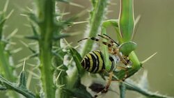 Mantis religiosa eating a wasp spider (Argiope bruennichi) Stock Footage