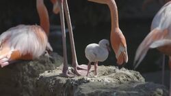 Learn All About Fascinating Flamingos While Watching Cute Chicks Instructional Video