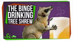 This Binge-drinking Tree Shrew Could Probably Outdrink You Instructional Video