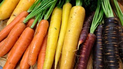Exploring the Rich Palette of Carrot Varieties - From Purple to Orange Instructional Video
