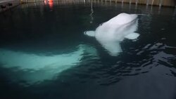 Beluga whales in holding pen before release News Clip