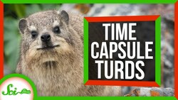 How Hyraxes Preserve the Past in Poo Instructional Video