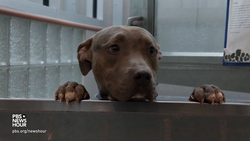 Animal shelters struggle as many pets adopted during pandemic are returned News Clip