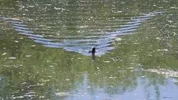 Duck swimming in the dirty pond in 4k slow motion 60fps Stock Footage