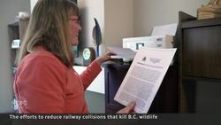 Railway collisions are killing B.C. wildlife. These people are trying to reduce them News Clip