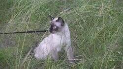 Young cat, kitten, Siam oriental group, Mekong bobtail walks on a lead in a green grass Stock Footage