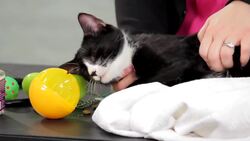 Why a Cat Suddenly Stops Using Its Litter Box Instructional Video