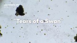 Death in the Microcosmos Instructional Video