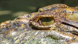 Alligator or crocodile animals eyes closeup Stock Footage