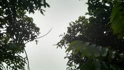 Singapore's Fruiting Season: A Feast for Animals in the Forest Instructional Video