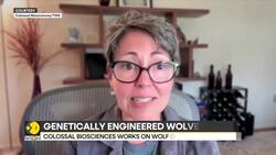Scientists create genetically engineered wolves with traits of extinct dire wolves News Clip