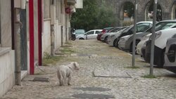 CLEAN : Lisbon suburbs under fresh lockdown over new coronavirus outbreak News Clip