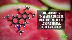 How Do Seedless Watermelons Reproduce? Instructional Video