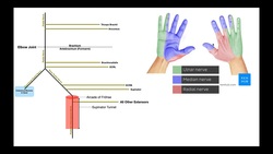 Radial Nerve Overview | Branches & Functions Instructional Video