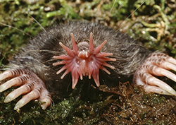 Star-nosed mole Instructional Video