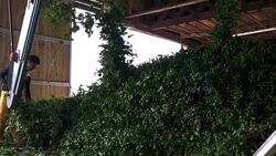 Process of harvesting hops Stock Footage