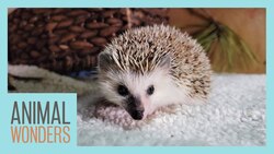 His Name Is Harvey the Hedgehog! Instructional Video