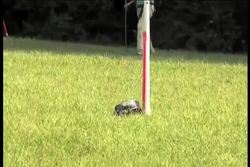 Sarah The Cheetah Becomes The Worlds Fastest Land Animal Instructional Video