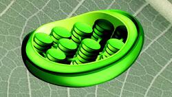 The Process of Photosynthesis Instructional Video