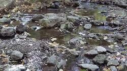 Mountain River streaming, Transparent Water and stones Stock Footage