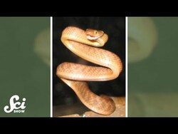 These snakes climb like lassos. #shorts #science #SciShow Instructional Video