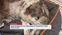 12-year-old dog hit by cyclist in Prospect Park to undergo surgery News Clip