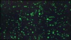 Scientists in Japan look under the microscope at covid-19 News Clip