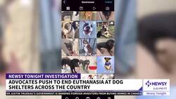 Advocates Push To Save 'Unadoptable' Dogs News Clip