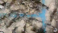 Harvesting tiger prawns form commercial prawn farm Stock Footage