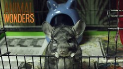 Ash The Chinchilla's Rescue Story Instructional Video