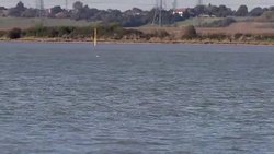 CLEAN : A beluga whale breaches the river Thames News Clip