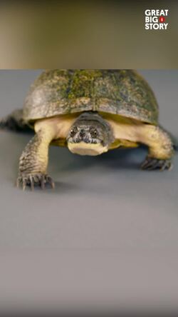 Discovering the Blanding's turtle, a hidden gem of the wetlands Instructional Video