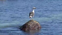 Sea lions at a beach Stock Footage