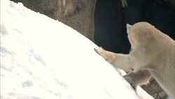 A Trio of Polar Bears Enjoy a Much-Needed Snow Day Instructional Video