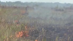 CLEAN : Fires ravage Brazil's Amazon rainforest News Clip