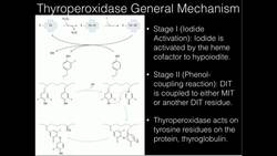 Thyroid Peroxidase and Thyroid Treatments Instructional Video