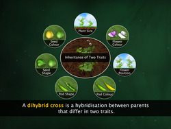 Mendel's Experiments Instructional Video