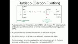 Calvin Cycle Carbon Fixation, Rubisco, and Rubisco Activase Instructional Video