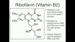 Riboflavin: Metabolism and Absorption Instructional Video