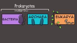 Prokaryotic vs. Eukaryotic Cells (Updated) Instructional Video