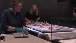 CLEAN : Two Viking relatives reunited in Denmark after 1,000 years News Clip