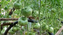Tomatoes in the greenhouse. Stock Footage